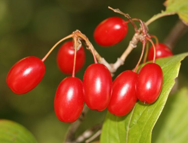 DRIEŇ LEKÁRSKY (Cornus officinalis), kont.