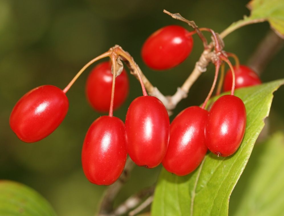 DRIEŇ LEKÁRSKY (Cornus officinalis), kont.