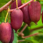 Aktinídia SCARLET SEPTEMBER KIWI®