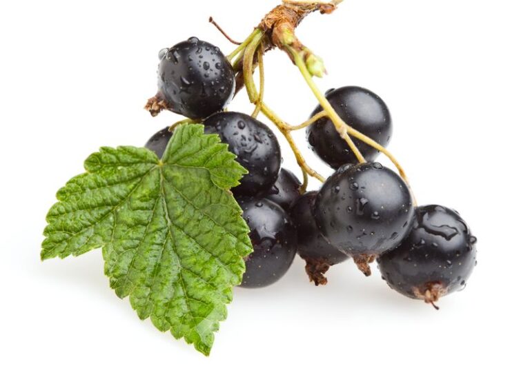 LITTLE BLACK SUGAR ker, kont.