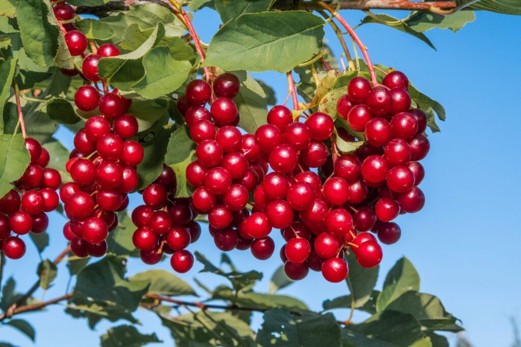 NATIVE (P. virginiana), kont.