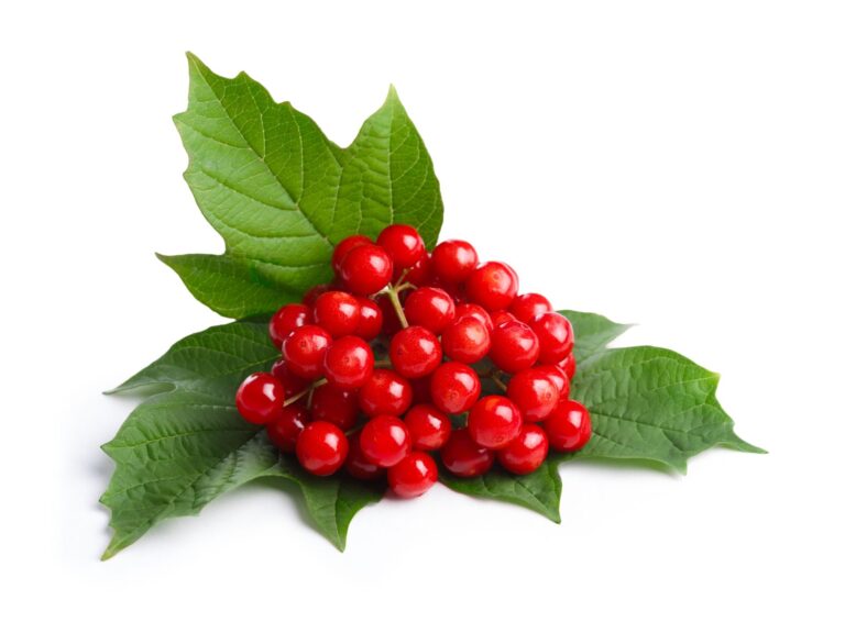 KALINA OBYČAJNÁ (Viburnum opulus), kont.