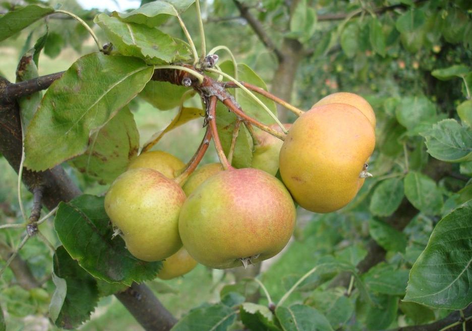 JARABINOHRUŠKA "BULBIFORMIS", kont.