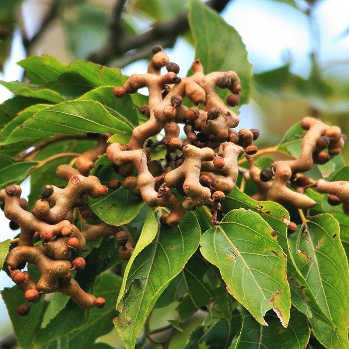 DUŽISTOPKA SLADKÁ (Hovenia dulcis), kont.
