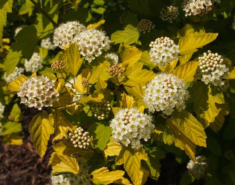 PHYSOCARPUS "NUGGET", C 7,5