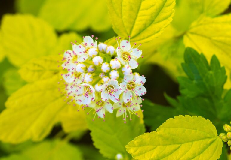 PHYSOCARPUS "DART´S GOLD", C2