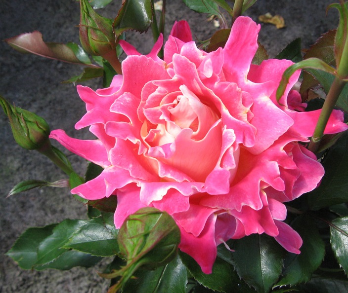 PINK LADY RUFFELLS®