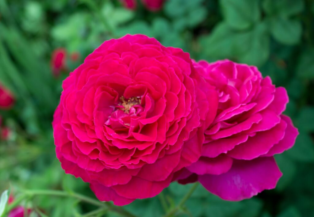 JOHAN WOLFGANG GOETHE