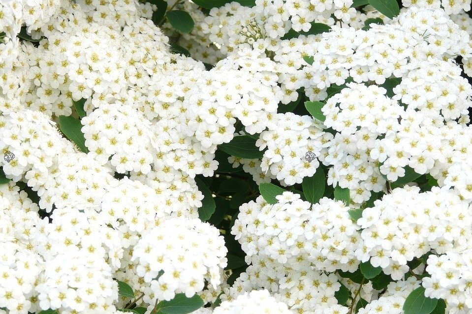 SPIRAEA BETULIFOLIA "ISLAND", K2,5