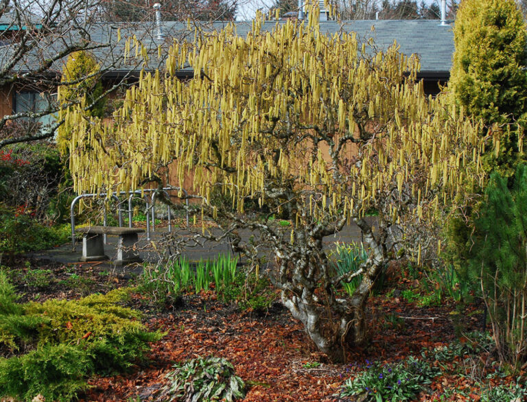 CORYLUS AVELLANA "CONTORTA", K4