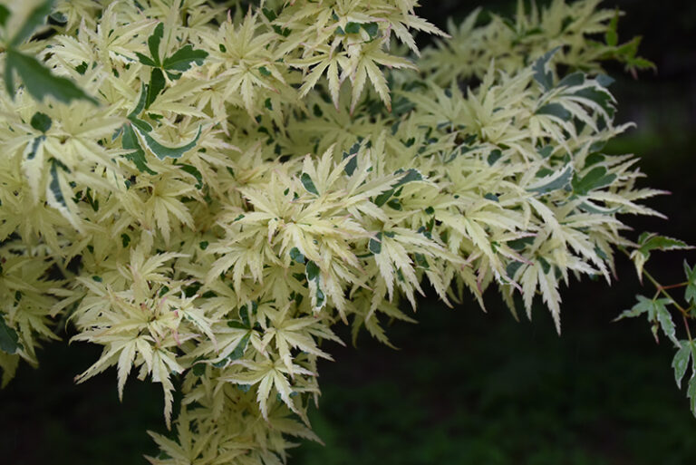 ACER PALMATUM "BUTTERFLY", K2,5