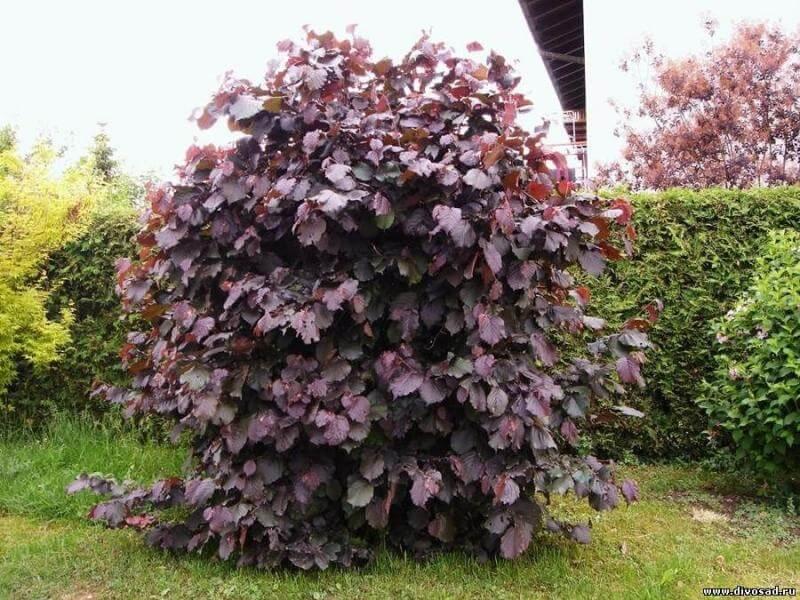 CORYLUS "RED MAJESTIC", K4