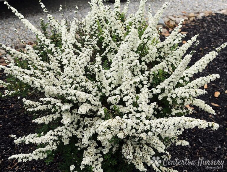 SPIRAEA NIPPONICA "SNOWMOUND", P13