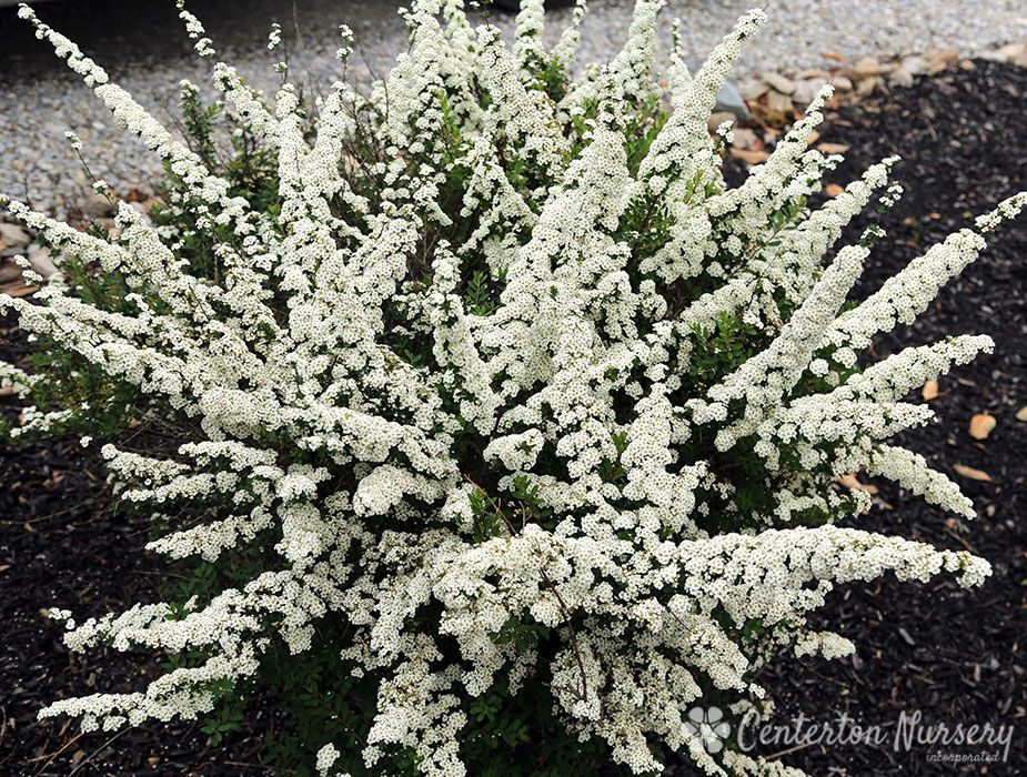 SPIRAEA NIPPONICA "SNOWMOUND", P13