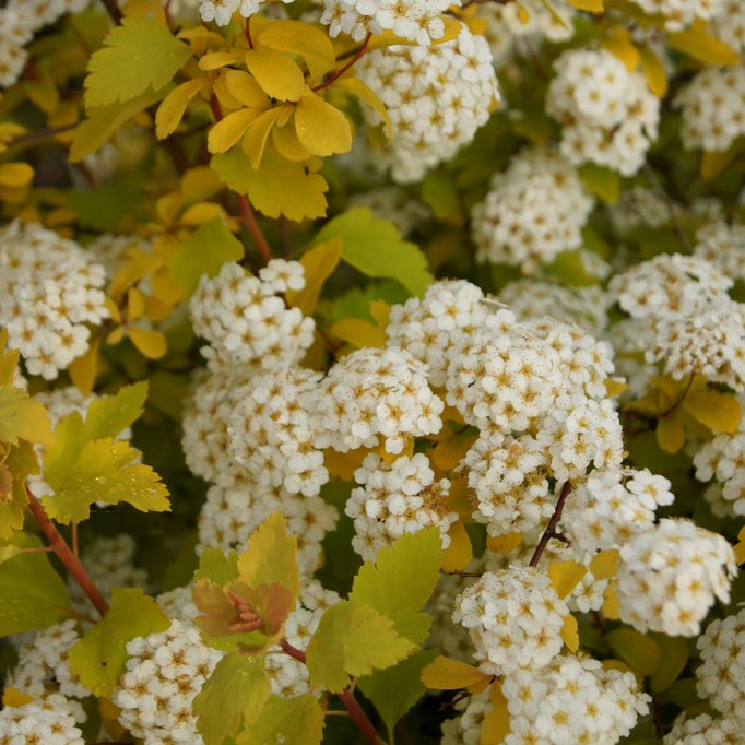 SPIRAEA VANHOUTTEI "GOLD FONTAIN", K2,5