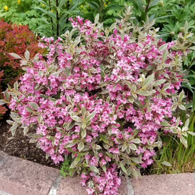 WEIGELA "VERWEIG MONET", K2,5