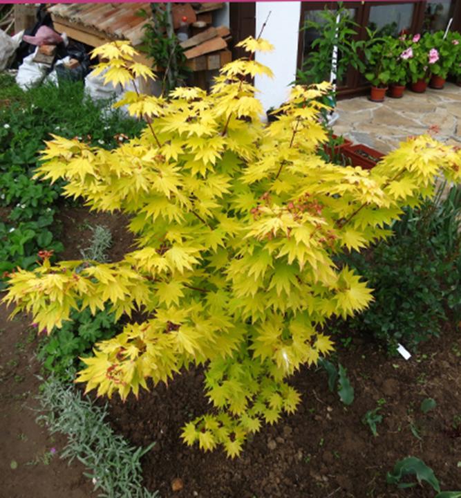 ACER SHIRASAWANUM "SUMMERGOLD", K2,5