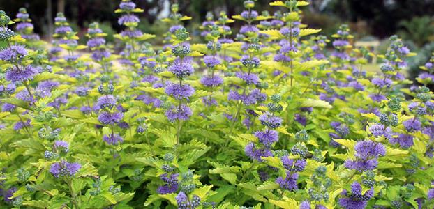 CARYOPTERIS "WORCESTER GOLD", K2,5