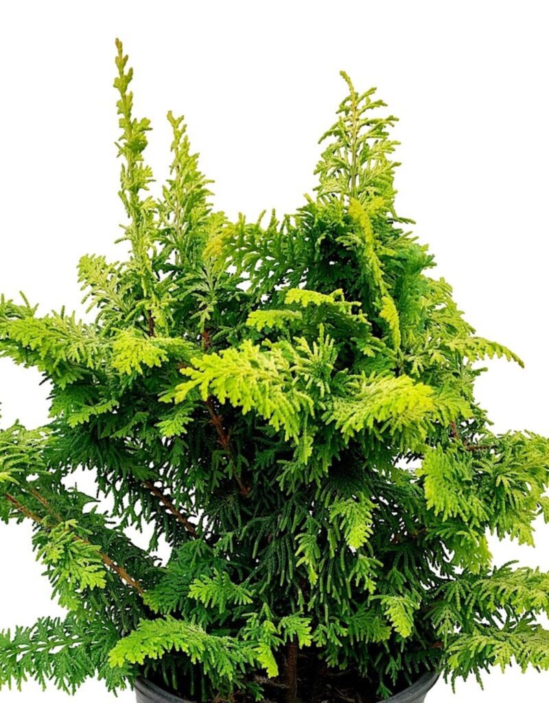 CHAMAECYPARIS "FERNSPRAY GOLD, K2,5
