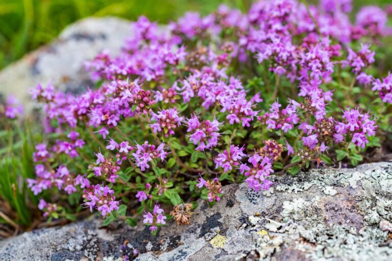 THYMUS "FAUSTINO", P14