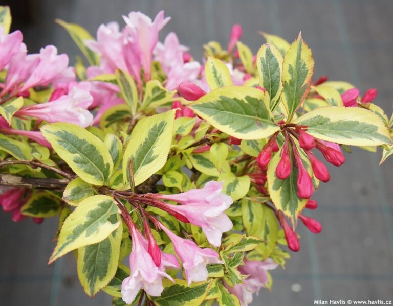 WEIGELA "MAGICAL RAINBOW", K2,5