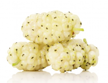 MORUŠA BIELA BIANCO strom, K20