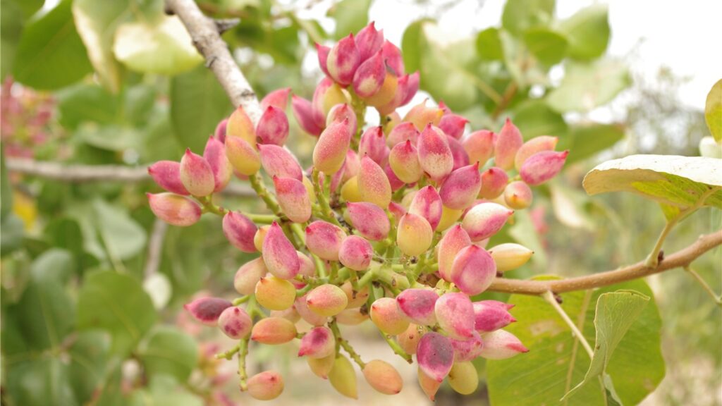 PISTÁCIA "EGINIS", K24