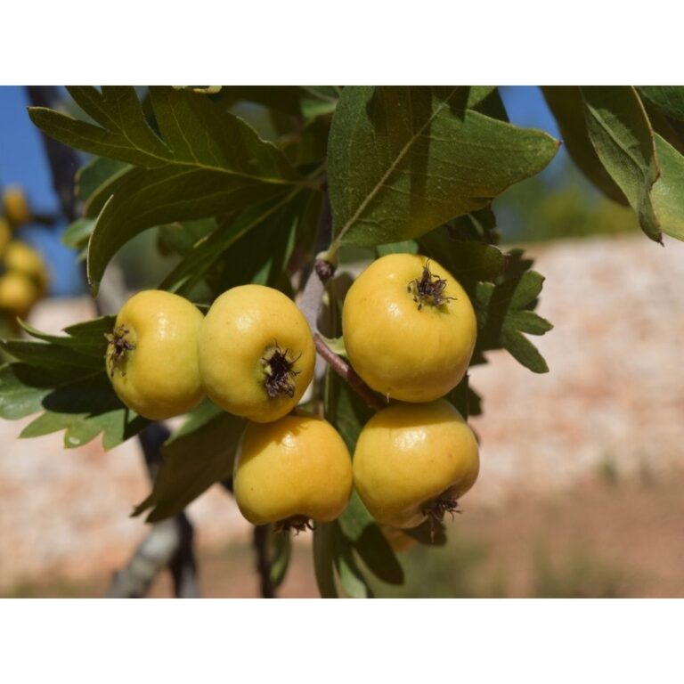 HLOH STREDOMORSKÝ (C. azarolus) "BIANCO", K24