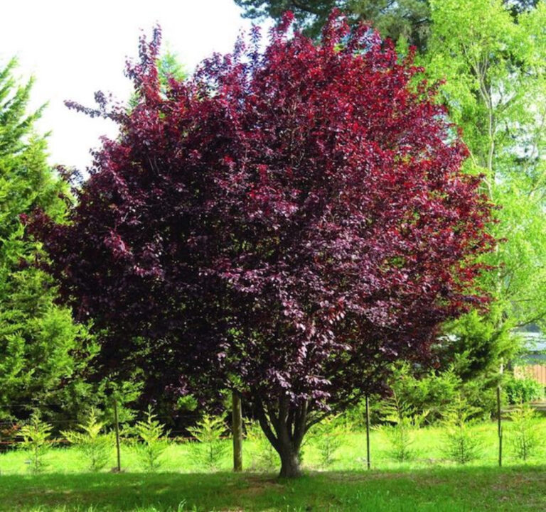 PRUNUS PISSARDI "NIGRA", K24