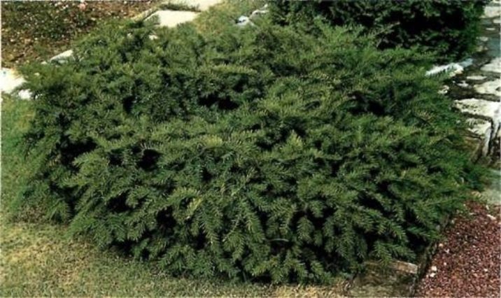 TAXUS BACCATA "REPANDENS", K2,5