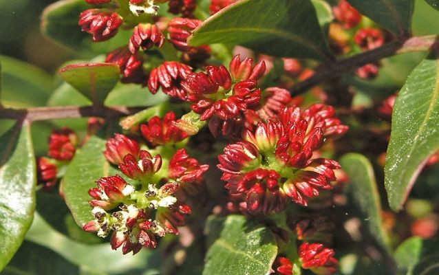 PISTÁCIA "OPEĽOVAČ", K24