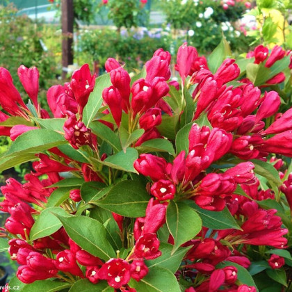 WEIGELA "EVA RATHKE", K2,5