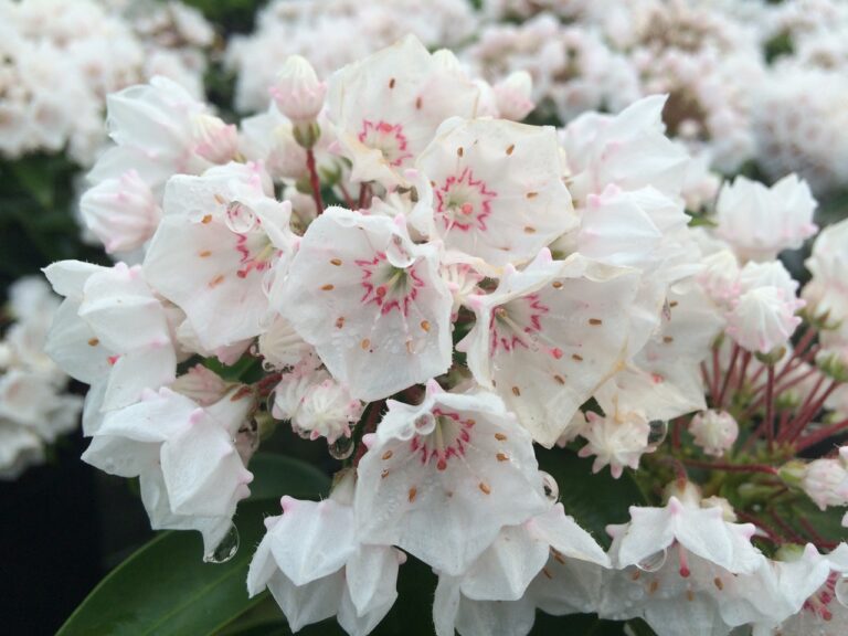 KALMIA "ZEBULON", kont.
