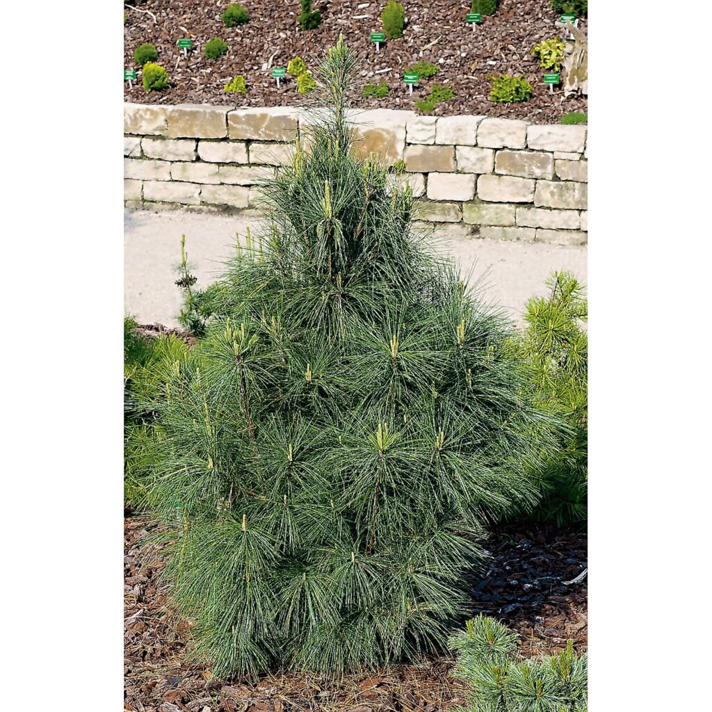 PINUS WALICHIANA "DENSA HILL", kont.