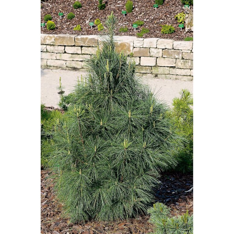 PINUS WALICHIANA "DENSA HILL", kont.