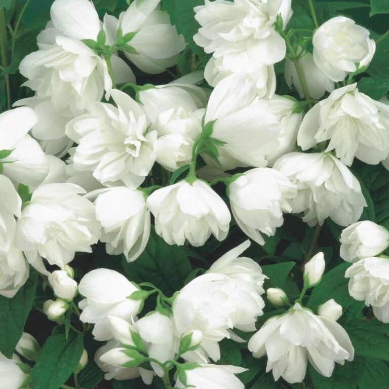 PHILADELPHUS, kont.