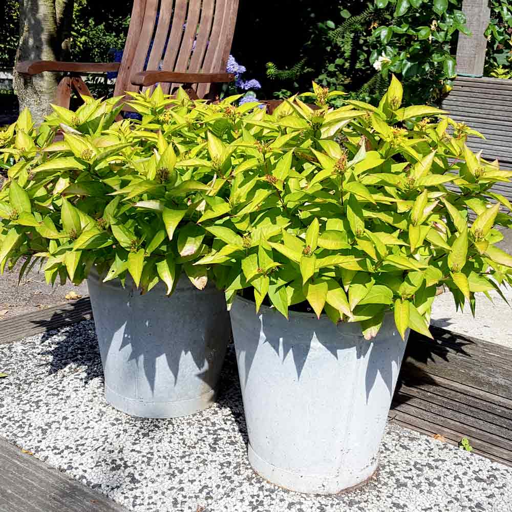 DIERVILA "HONEYBEE", kont.