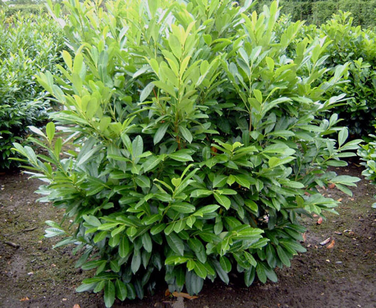 PRUNUS LAUROCERASUS "CAUCASICA", K3,6