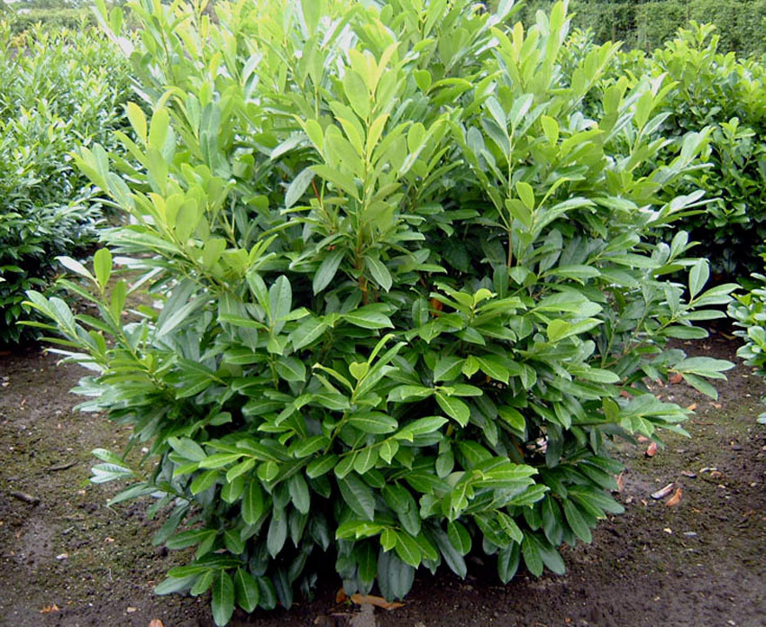 PRUNUS LAUROCERASUS "CAUCASICA", K3,6