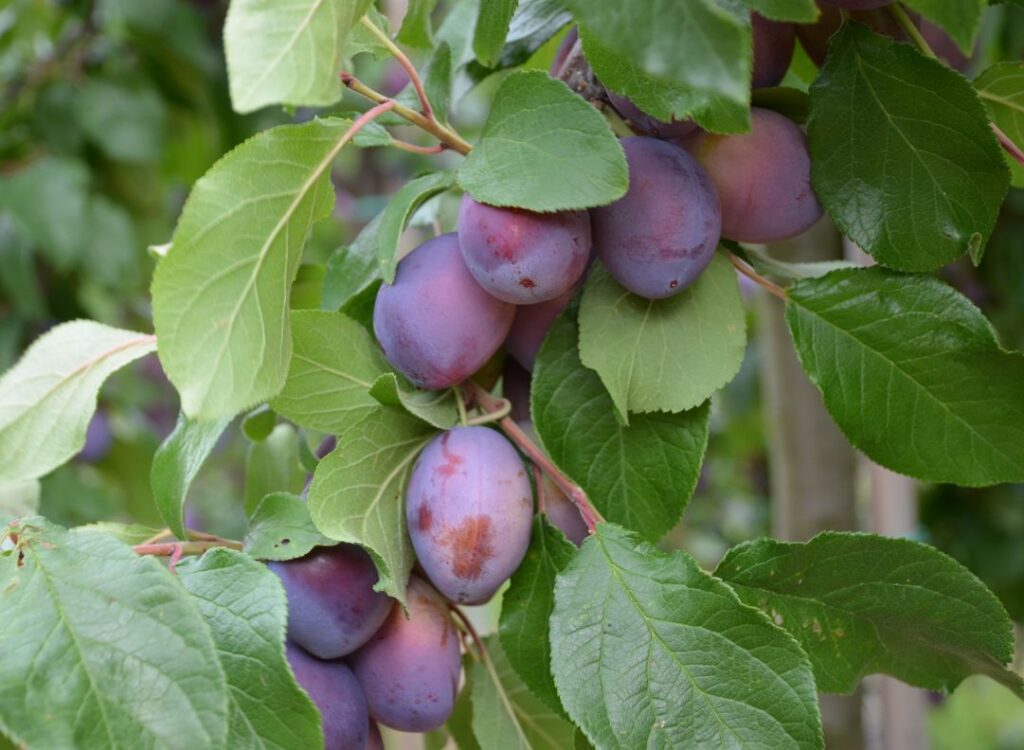 GEISENHEIMER TOP, myr.