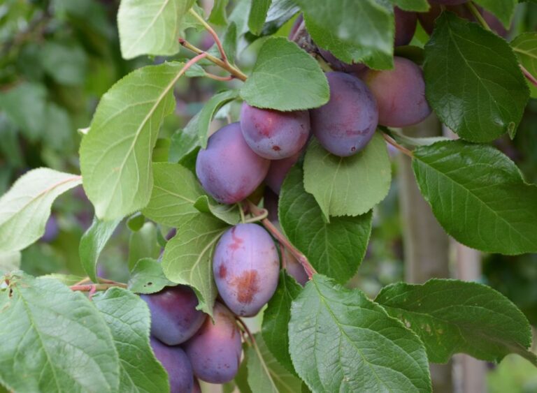 GEISENHEIMER TOP, myr.