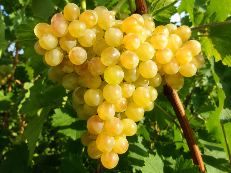 Vinič stolový KIŠMIŠ 311, kont.