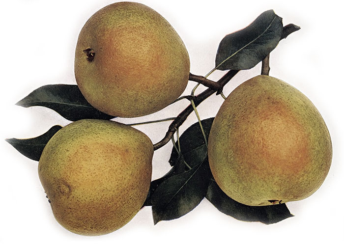 BERGAMOTKA ESPRENOVA