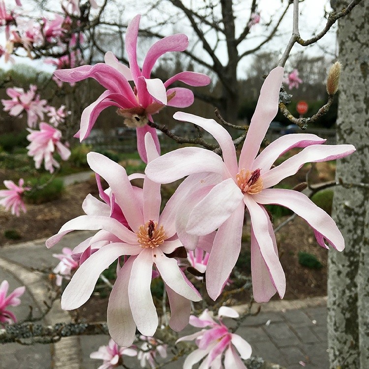 MAGNOLIA STELLATA "ROSEA", K2,5