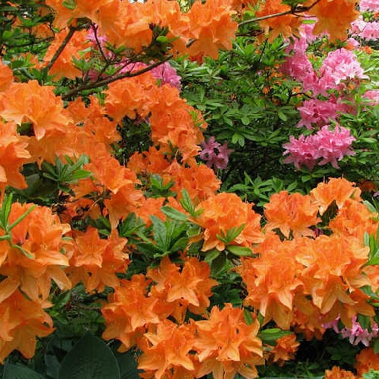 AZALEA JAPONICA "GEISHA ORANGE", C2