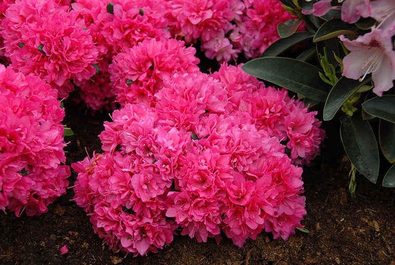 AZALEA JAPONICA "ROKOKO", K2,5