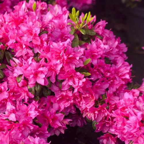 AZALEA JAPONICA "MELINA", K2,5