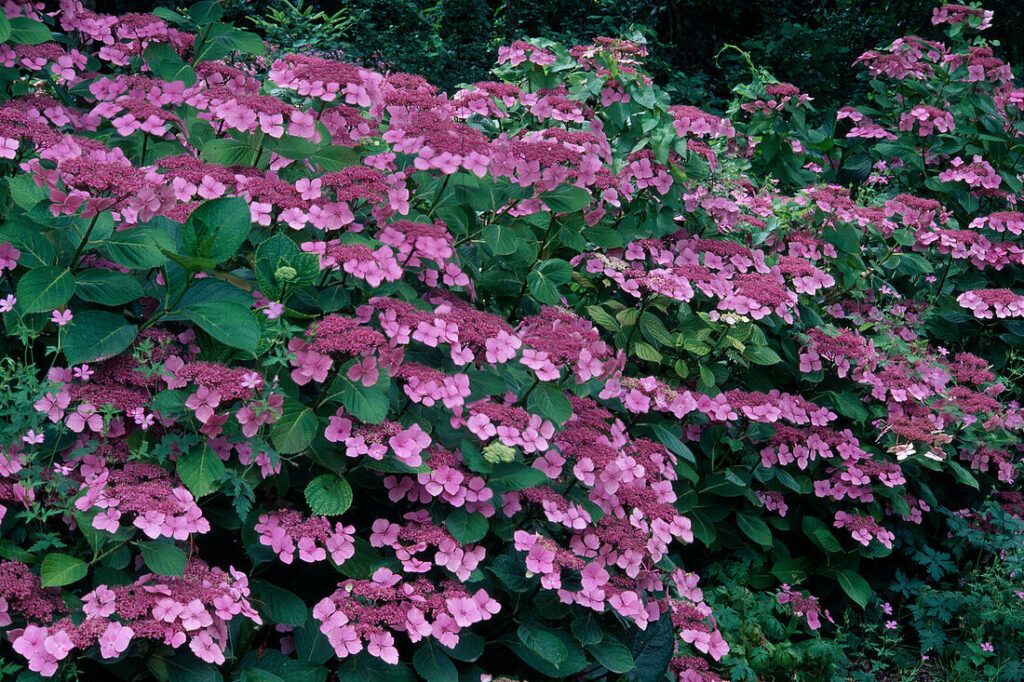 HYDRANGEA SERRATA "KOREANA", K2,5