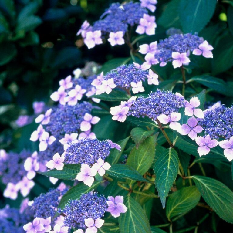 HYDRANGEA "BLUE BIRD", K2,5