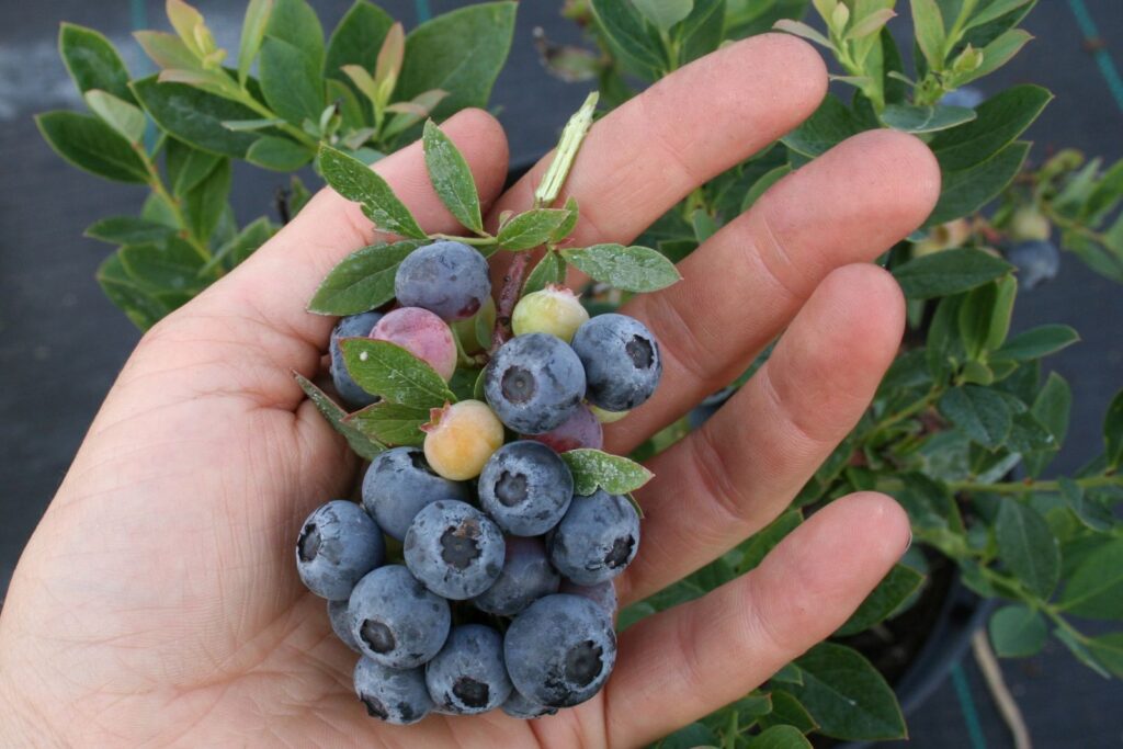 LITTLE BLUE WONDER, kont.